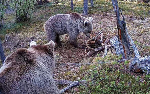 16 bjørner påvist i Karasjok