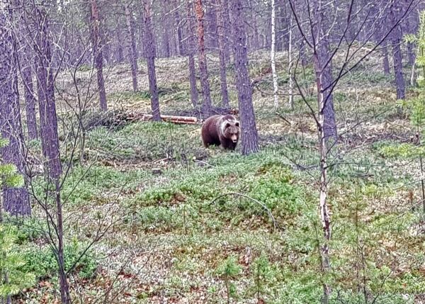 Filma bjørn på 25 meters hold