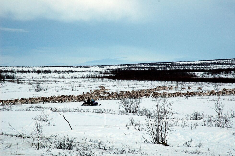 Sneskuterløypenettet i Porsanger, også det nye som er under utarbeiding, berører sju reinbeitedistrikter. Og reindrifta har fått sterkt rettsvern gjennom lovverket.
 Foto: Hanne Klemetsen (Arkivfoto)