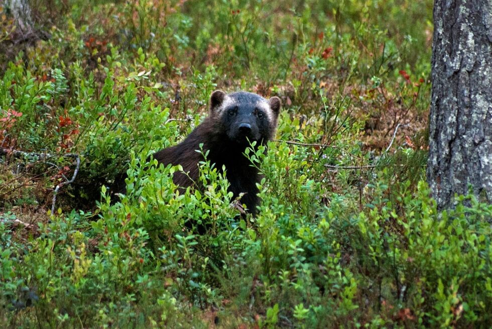 Jerv er et av rovdyrene i Norge som gjerne har sau og rein på menyen. De andre rovdyra som hører hjemme i norsk natur er ulv, gaupe, bjørn og kongeørn.
 Foto: Irene Andersen