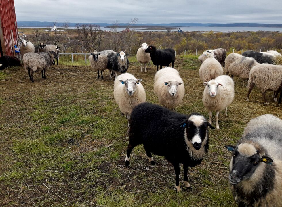 Sauebonde Jorunn Jernsletten kan glede seg over at alle villsauene de slapp ut på beite tidlig i sommer er hjemme igjen.
 Foto: Privat