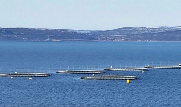 900 millioner ekstra i Havbruksfondet