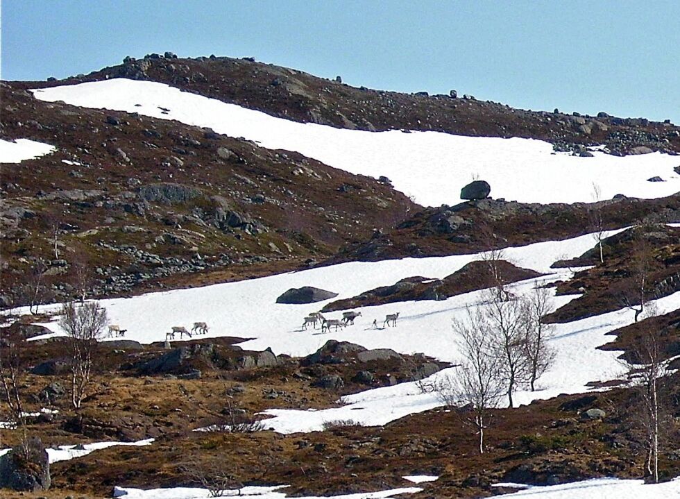 Rein fra Fiettar på vandring i Kvalsund. (Illustrasjonsfoto)
 Foto: Marion Palmer