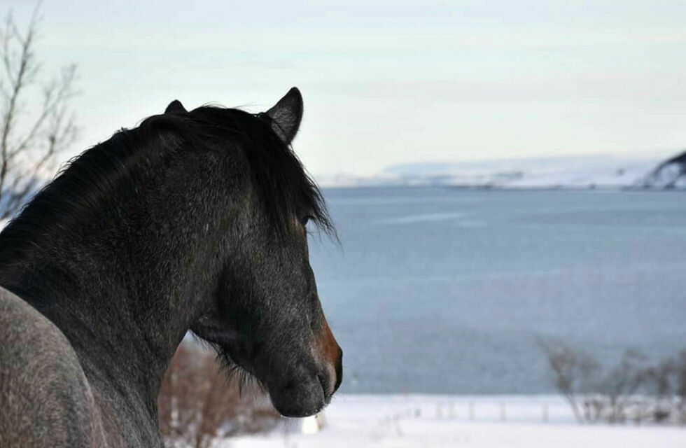 Tre staller i Nordreisa har fått påvist den alvorlige og svært smittsomme hestesykdommen kverke.
 Foto: Irene Andersen