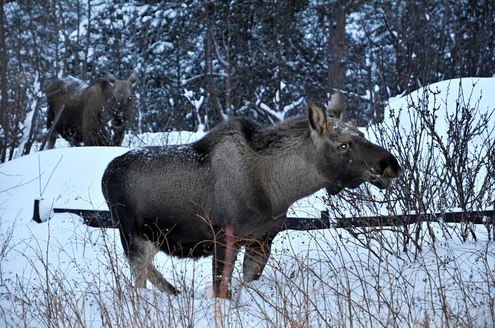 FeFo planlegger å lyse ut årets elgjakt den 12. april.
 Foto: Rita Heitmann
