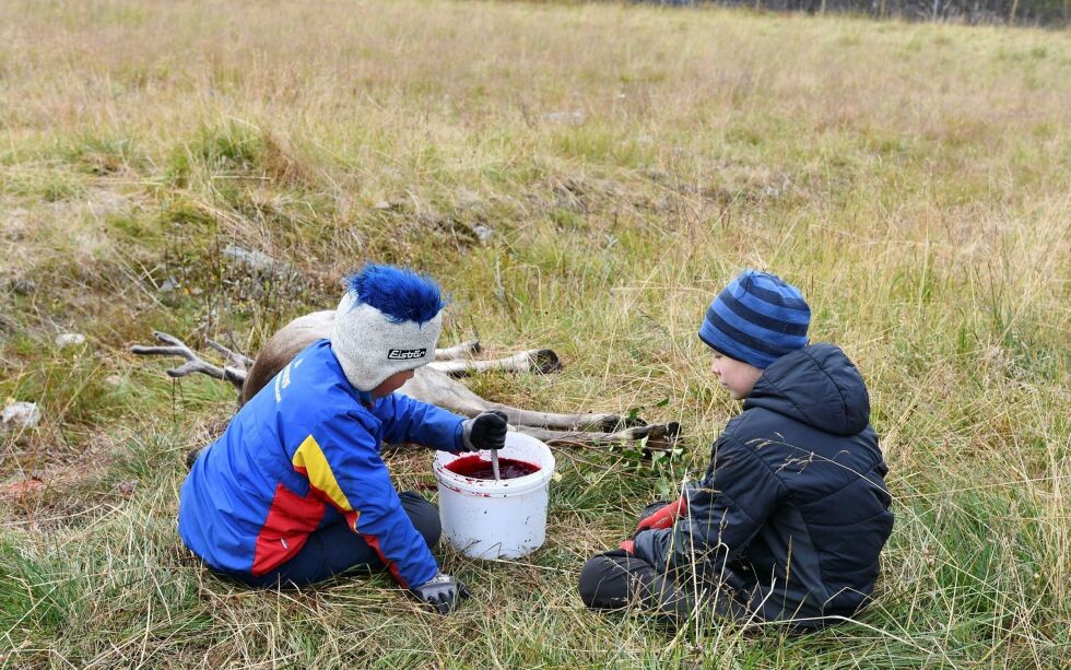 Tenk å få røre i blod midt i skoletida. Bildet er fra reingjerde i Smørfjord.
 Foto: Irene Andersen