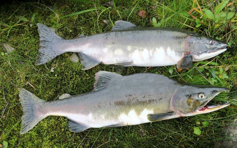 Det forventes store mengder pukkellaks i finnmarkselvene i år. Her er ett eksemplar av en hunnfisk (øverst) og en hannfisk.
ARKIVFOTO
