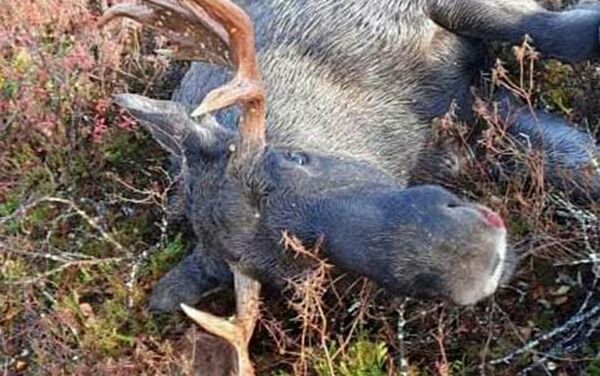 Få elg skutt i Karasjok og Kautokeino