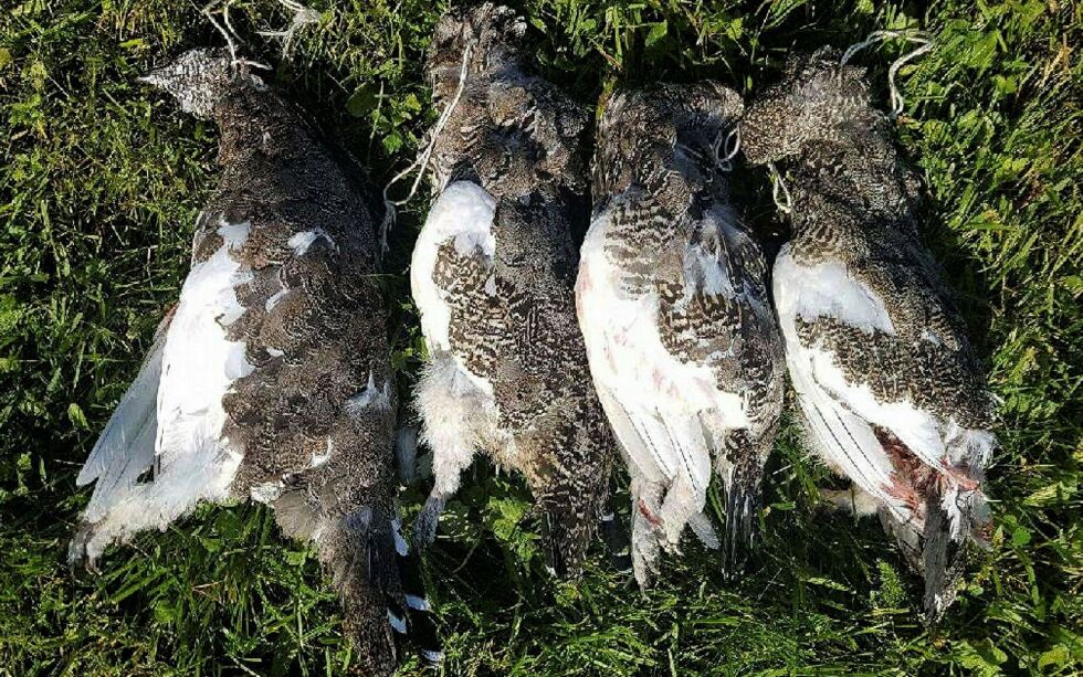 Rapportert fangst av ryper til FeFo i år utgjør en nedgang i både lirype- og fjellrypefangsten på 14 prosent sammenlignet med samme tid i fjor.
 Foto: Privat