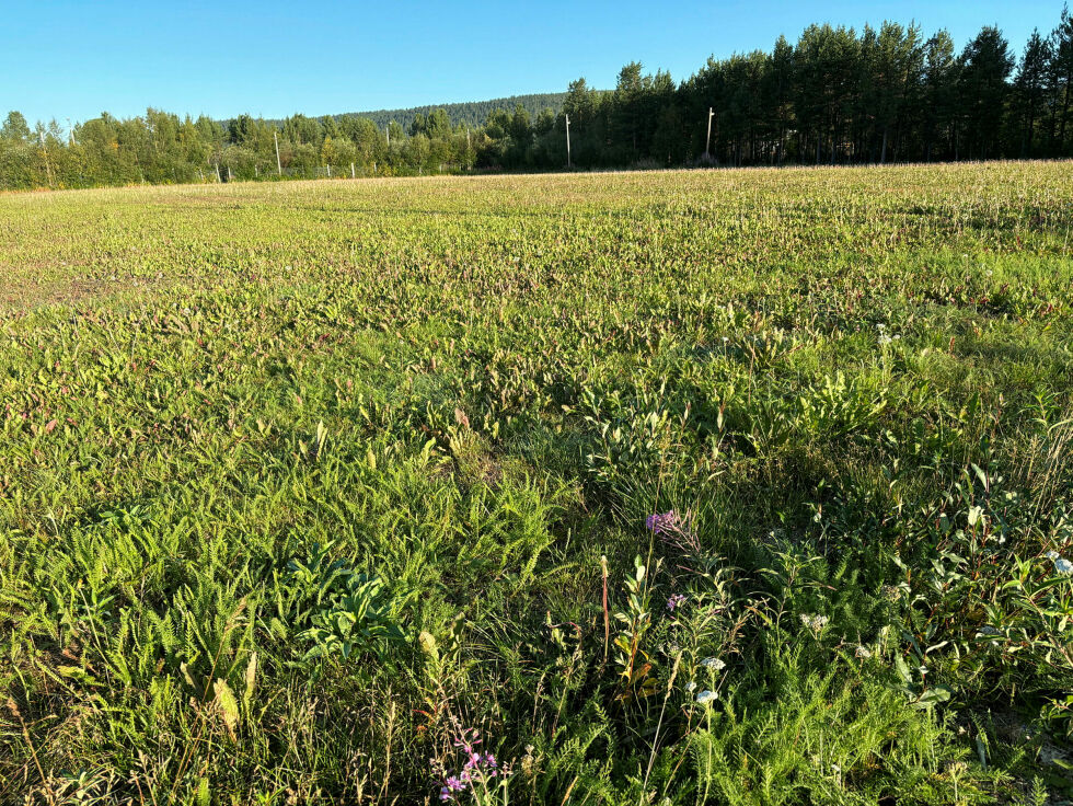 For en fin blomstereng. Naturen har tatt over deler av fotballanlegget til Il Nordlys.
 Foto: Anders Henriksen