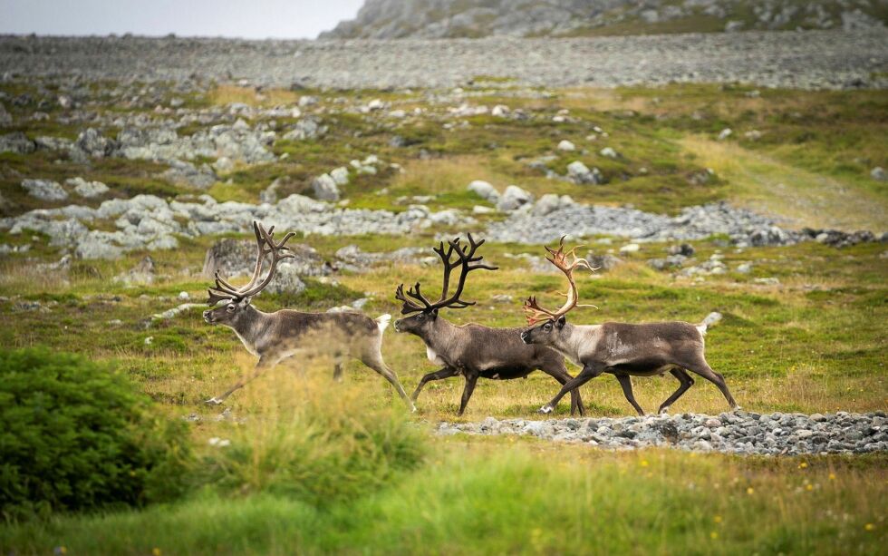Jobb­en je­ger­ne gjør med å fel­le dyr og sen­de inn prø­ve­ma­te­ria­le, er ifølge Miljødirektoratet spe­si­elt vik­tig i ar­bei­det med å be­kjem­pe skran­te­sy­ke på Hard­an­ger­vid­da.
Foto: Therese N. Andersen
