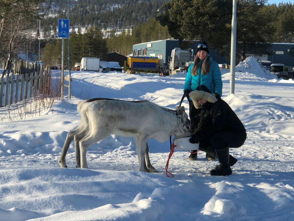 May Irene og Frank Ailo Anti Tangen er ute og går tur med sine dyr i det gode vinterværet.
 Foto: STEIN TORGER SVALA