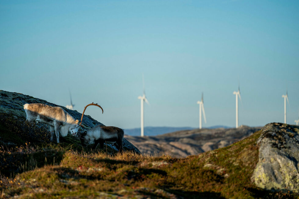 Til tross for dommen fra Høyesterett om at det foregår menneskerettighetsbrudd på norsk jord, står vindmøllene enda i full drift.
 Foto: Fosen Vind