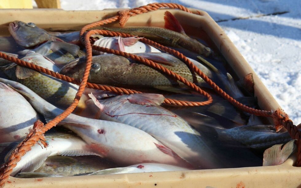 Forskningen viser at fritidsfiskere, inkludert turister, står for et vesentlig uttak av fisk i kystsonen.
ILLUSTRASJONSFOTO: TORBJØRN ITTELIN