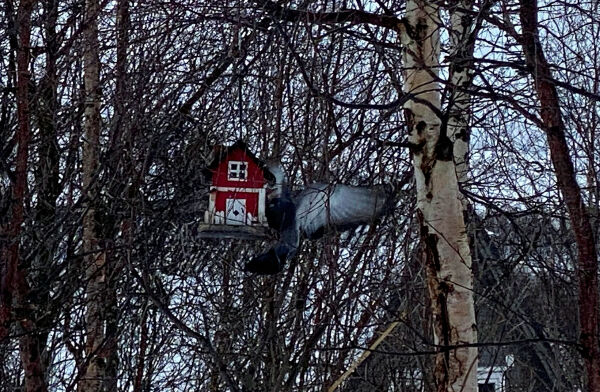 Smart due stjeler maten til småfuglene