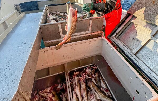 Mer kjøling gir bedre kvalitet