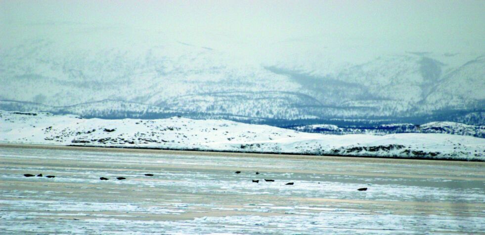 Bildet viser mengder av sel på isen ved Roddenes i Porsanger i mars 2005
 Foto: Lars B Persen (arkiv)