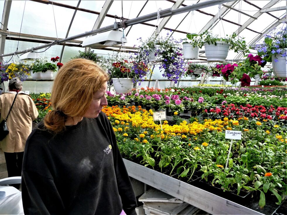 Anne Brit Lindseth må hele sommeren overvåke plantene, ingen ni til fire-jobb.
 Foto: Bjørn Hildonen