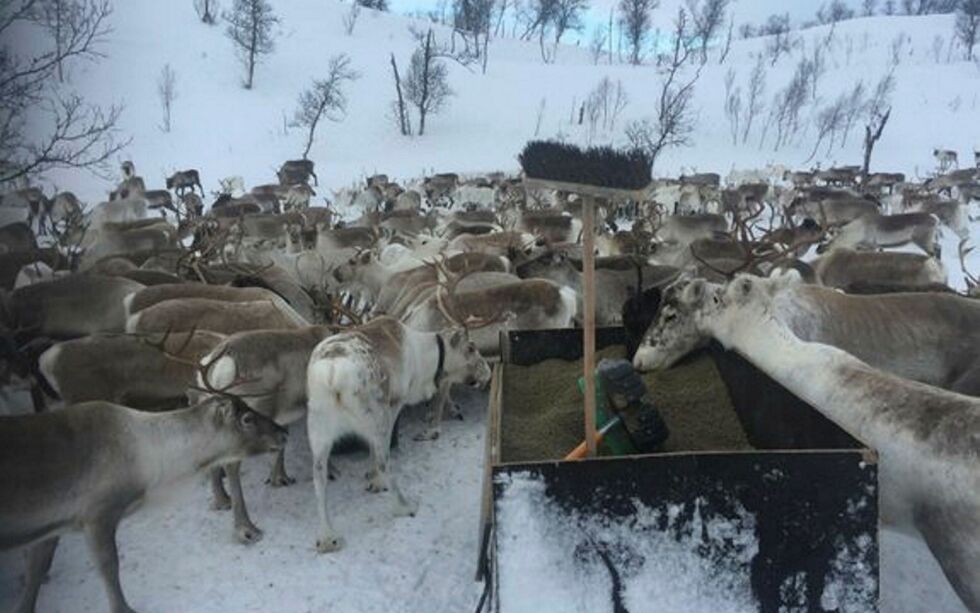 Den prekære beitesituasjon fører til stort behov for reinfôr. Felleskjøpet Agri er hovedleverandør av reinfôr, og har justert opp produksjonen for å møte etterspørselen.
 Foto: Felleskjøpet Agri