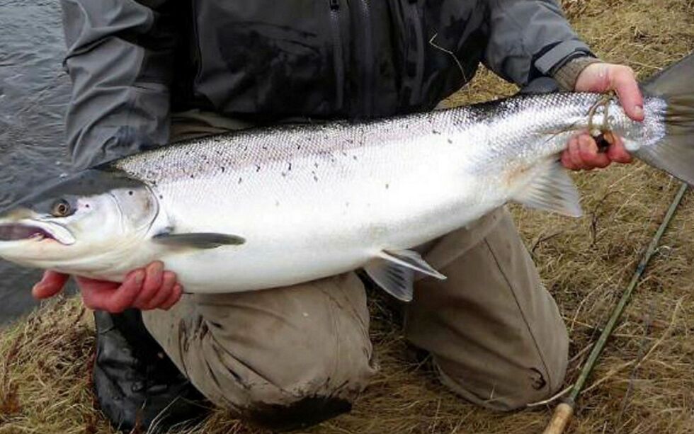 Forskere fastslår at laks­en er en utro­lig sterk og flek­si­bel fisk, men får en ekstra utfordring når havtemperaturen stiger.