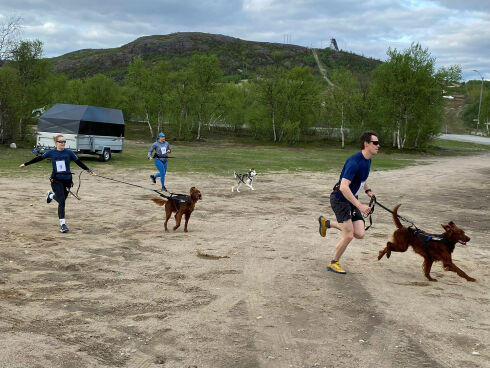 I høygir med firbeint drahjelp