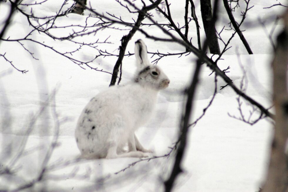 Illustrasjonsfoto: Lars B Persen