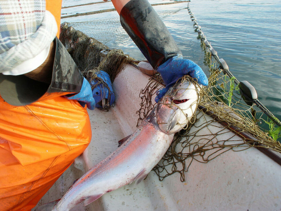 Illustrasjonsbilde av laksefiske i sjø.
 Foto: Miljødirektoratet