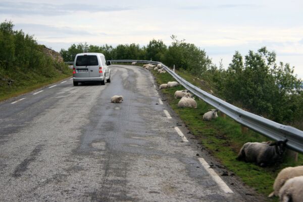 Sau på fredelig beite