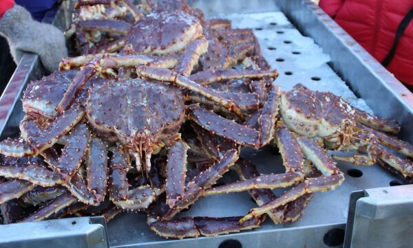 Kongekrabbekvota klar