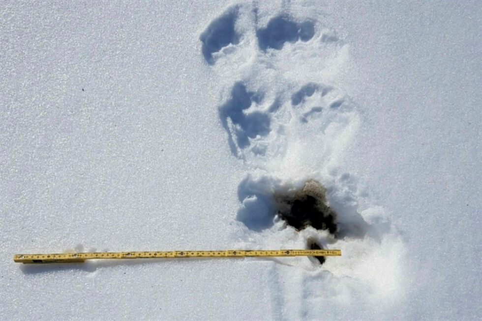 Jerveskit ved jervespor.
 Foto: Statens naturoppsyn (SNO)