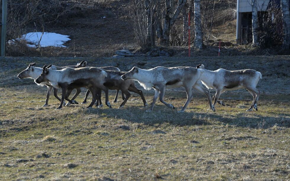 Illustrasjonsbilde.
 Foto: Steinar Solaas