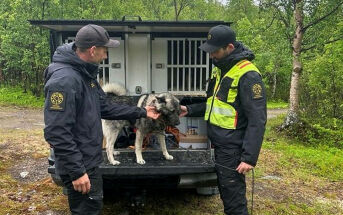 Nå lever Bodibekkbinna på lånt tid