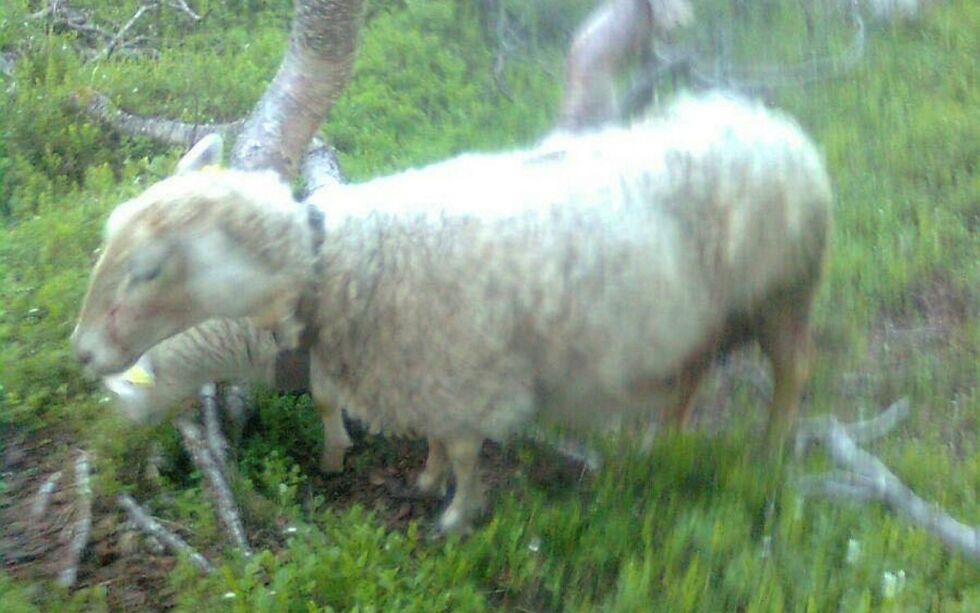 Slik så en av sauene ut etter hundeangrepet ved Skoganvarre på lørdag. – Det var mye blod på den og vi måtte sy. Foto: Privat