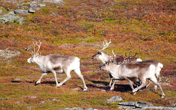 Avkrefter skrantesyke på tamrein