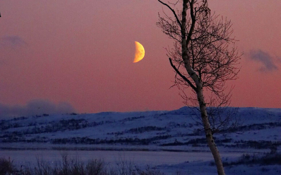 29. desember var det en fin nymåneskalk i vakkert mørketidslys i bukta i Varangerbotn.
 Foto: Mari-Ann Nilsen
