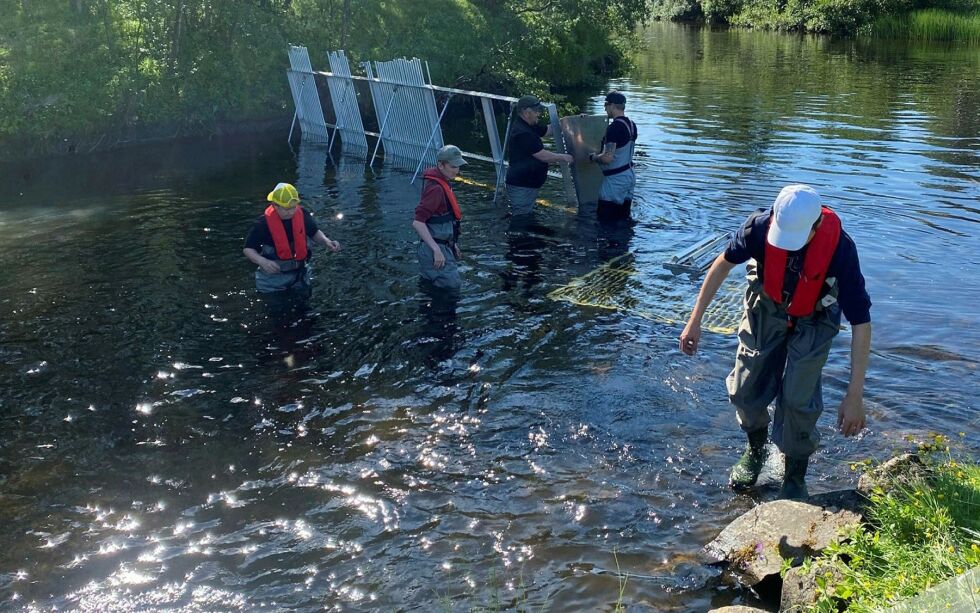 Her ser vi de ivrige ungdommene under arbeidet med å sette ut fella i Karpelva med assistanse fra Anders Mikkola.
 Foto: Privat