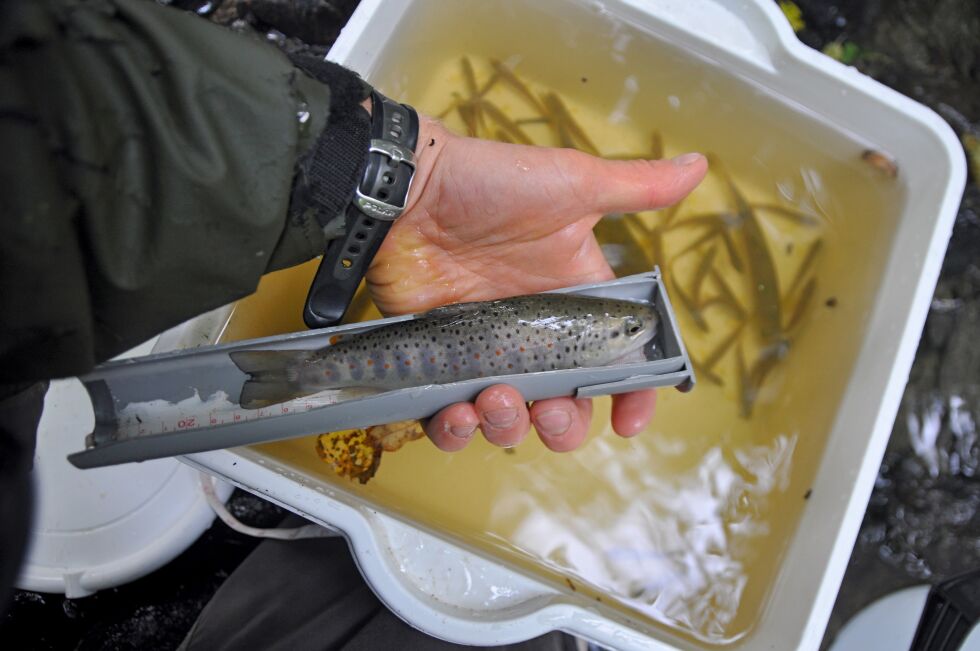 VIKTIG Å DOKUMENTERE:
Elfiske er viktig for å få dokumentert hvor mye fisk bekken produserer, og hvorvidt kulverter hindrer fiskens vandring.
 Foto: Foto: Stian Stensland, NMBU
