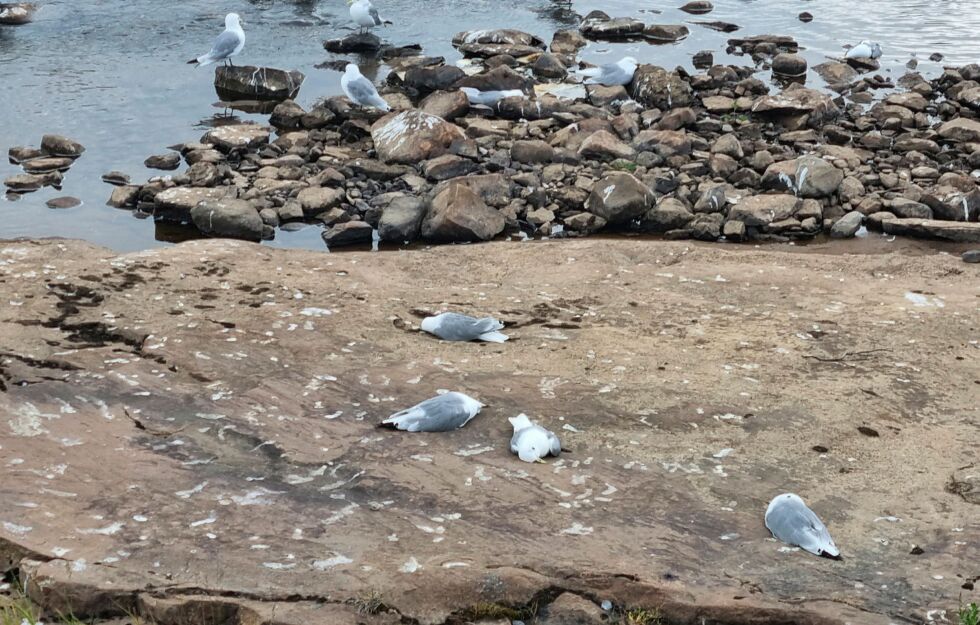 Det lå tett i tett med døde og syke fugler i områdene øst for Vadsø tidligere i sommer. Nå registreres det adskillige færre tilfeller av døde fugler.
 Foto: Torbjørn Ittelin