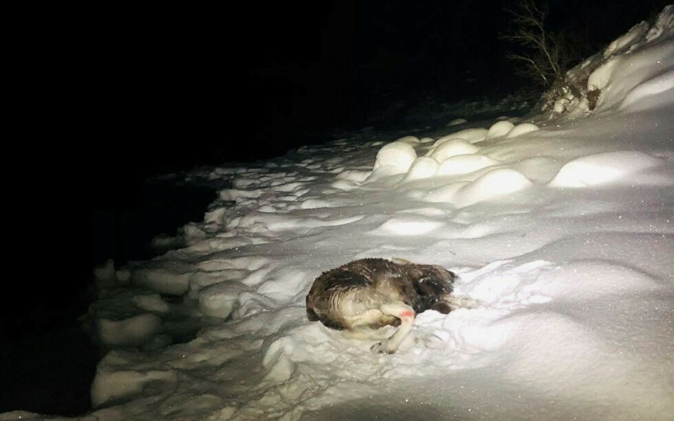 Elg­på­kjør­sel i nær­het­en av Børs­elv på tirs­dag.
 Foto: Asle Myrheim