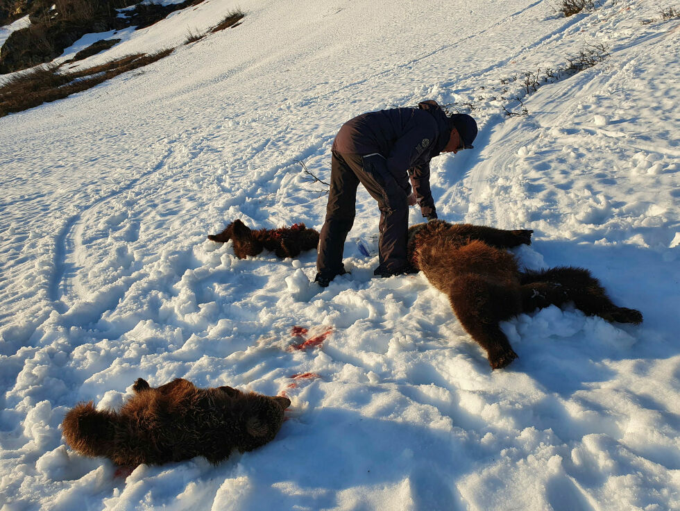 Reinbeitedistrikt 14A ønsker ikke en situasjon slik den sørsamiske reineieren Odd Bjørnar Bjørkås (60) opplevde i fjor. Han skjøt binne med to unger, etter at slagbjørnen herjet i kalveområdet og drepte minst 16 rein. Reineieren gjorde mange forsøk på å verne flokken, men fikk avslag på fellingssøknaden. Da han stilte i retten, erklærte et flertall av dommere ham skyldig, mens et mindretall ville frifinne ham.
 Foto: Politi
