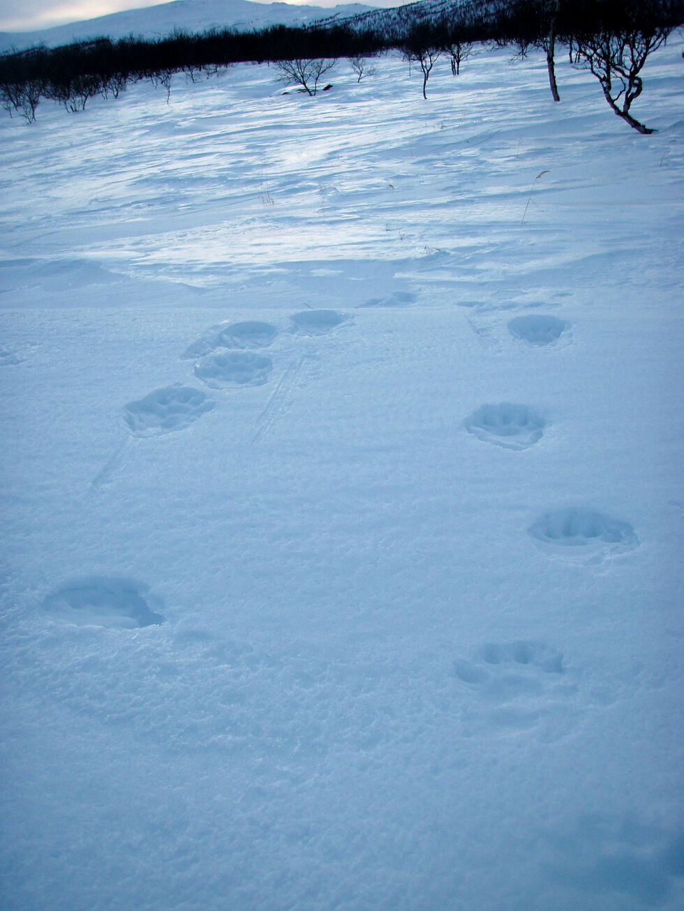 Jervespor i sne. Arkivfoto.
 Foto: Berit Thomassen