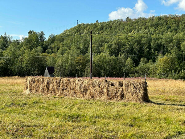 Kun ei enslig hesje i Skoltebyen