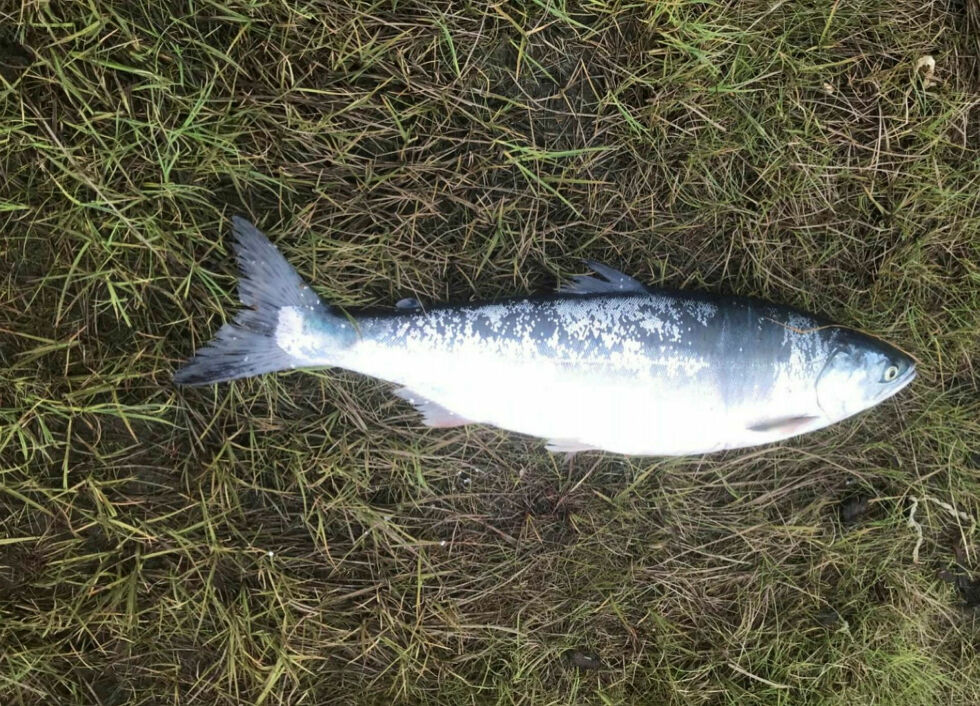 Denne pukkellaksen ble tatt innerst i Bugøyfjorden tirsdag morgen.
 Foto: Privat
