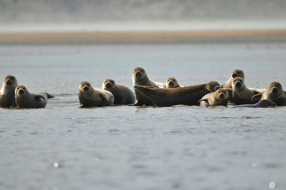 Klima- og miljøministeren påpeker at det er adgang til å jakte sel utenfor grensen til naturreservatet i Tanamunningen. Men inne i reservatet og i Tanaelva er selen totalfreda og kan kose seg fritt med tanalaks.
 Foto: Privat