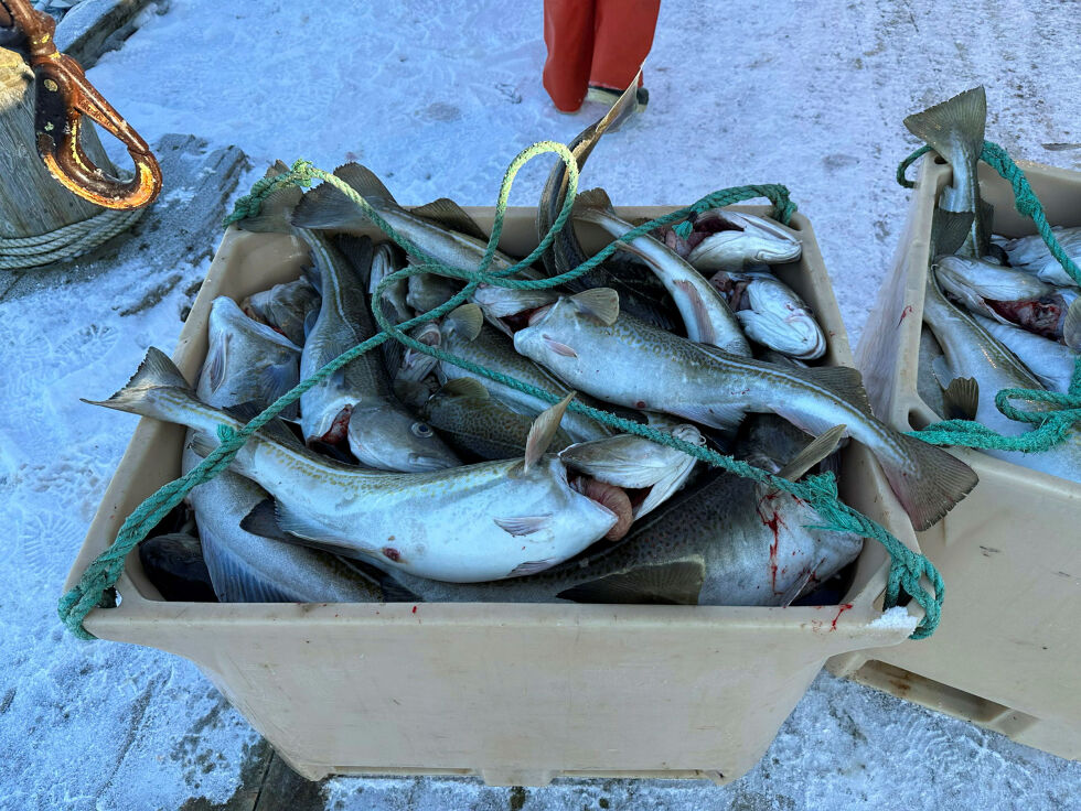 Disse fiskene er ikke direkte involvert i spørsmålet om konsultasjonsrett, men har formodentligvis blitt andre gode fiskeretter.
 Foto: Hallgeir Henriksen