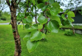 Bladlusa fører til slimete bjørkeblad