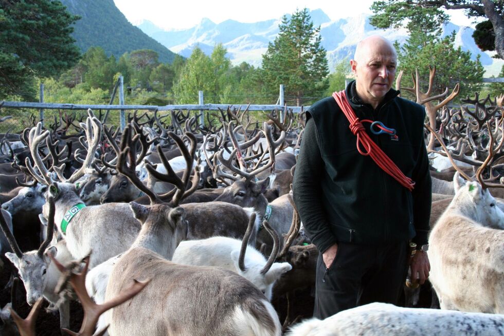 Sametingsrepresentant for Arbeiderpartiet og reineier fra Sortland, Arild Pettersen Inga, legger ikke fingrene mellom når han karakteriserer sametingsrådets handlinger.
 Foto: Privat