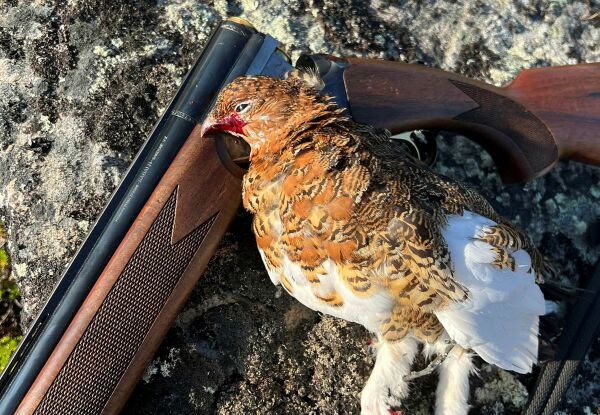 Ønsker Varanger-ryper til forskning