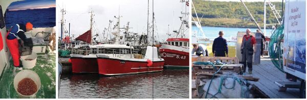 Fiskeridirektoratet gransker rekefangst