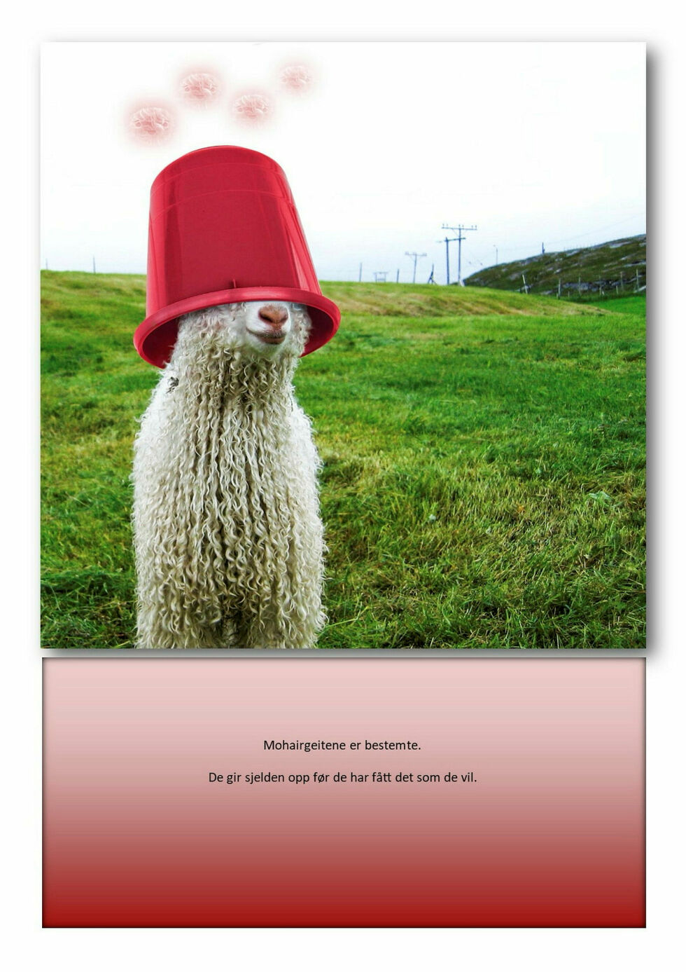 Mohairgeitene er bestemte.
 Foto: Bilde fra boken